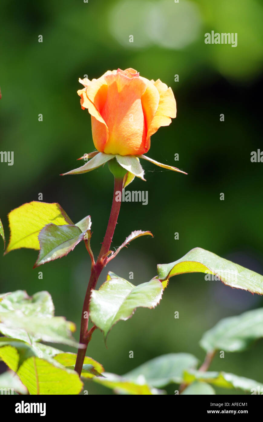 Rosebud in English country garden.Hampshire southern England United Kingdom UK Stock Photo