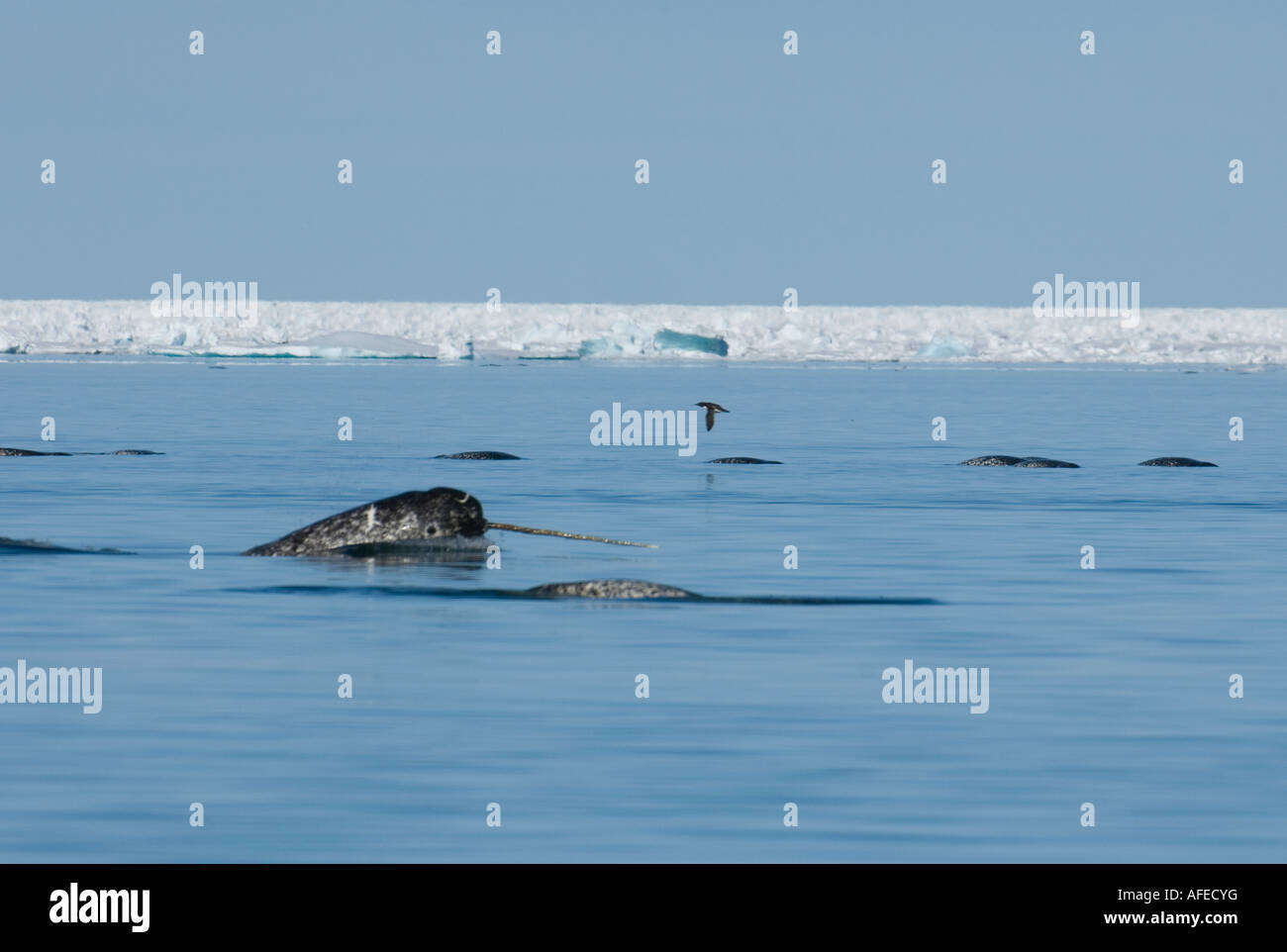 Male narwhal displays the his tusk at the surface in a large group of animal Stock Photo