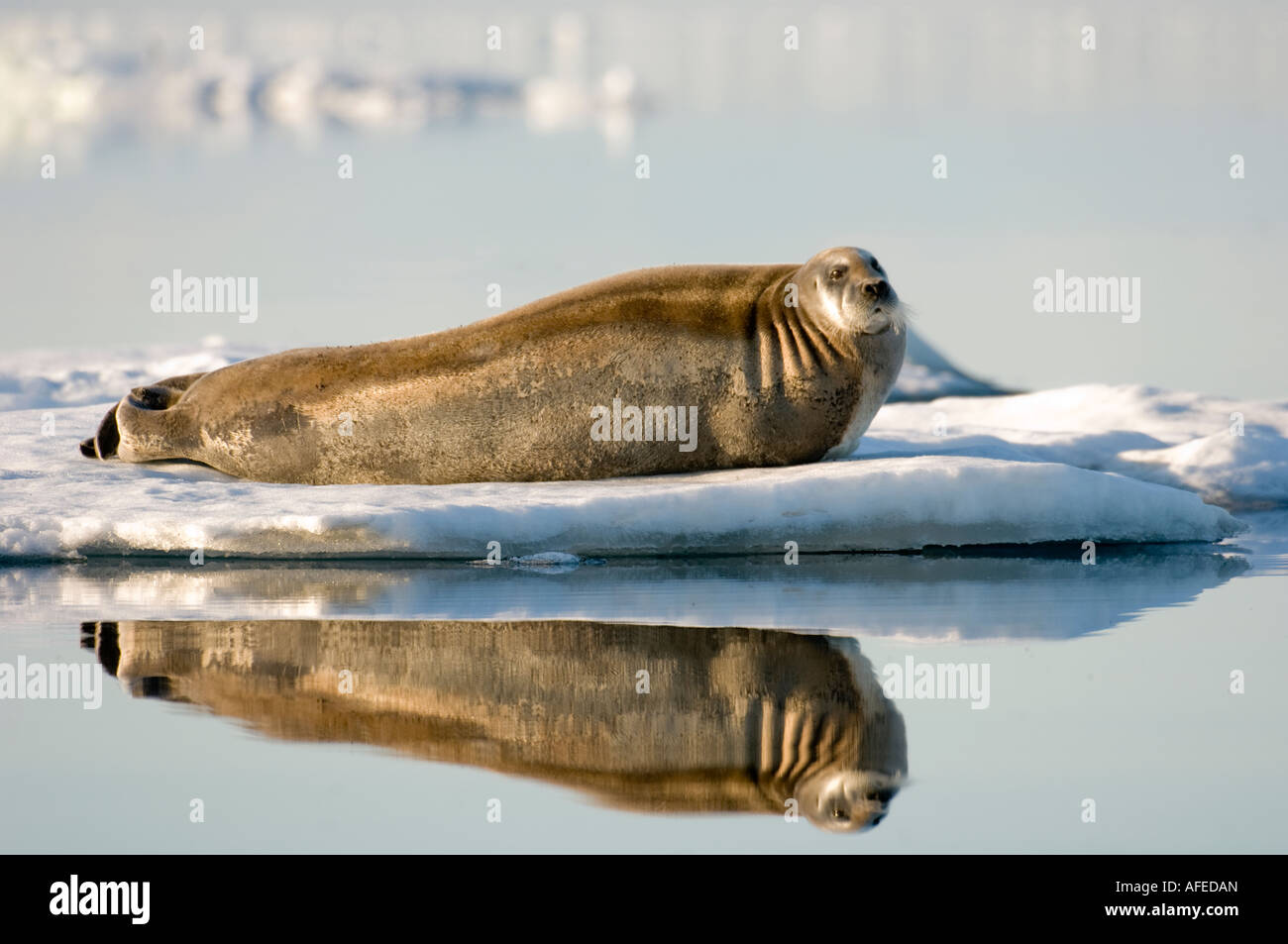 Bearded seals haul out on small pieces of pack ice on windless days in ...