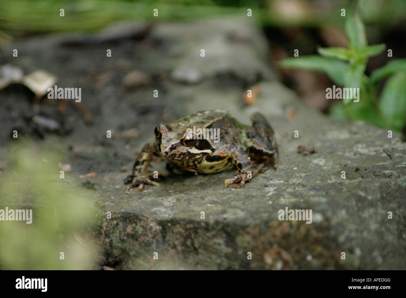 Frog sitting on a stone Stock Photo