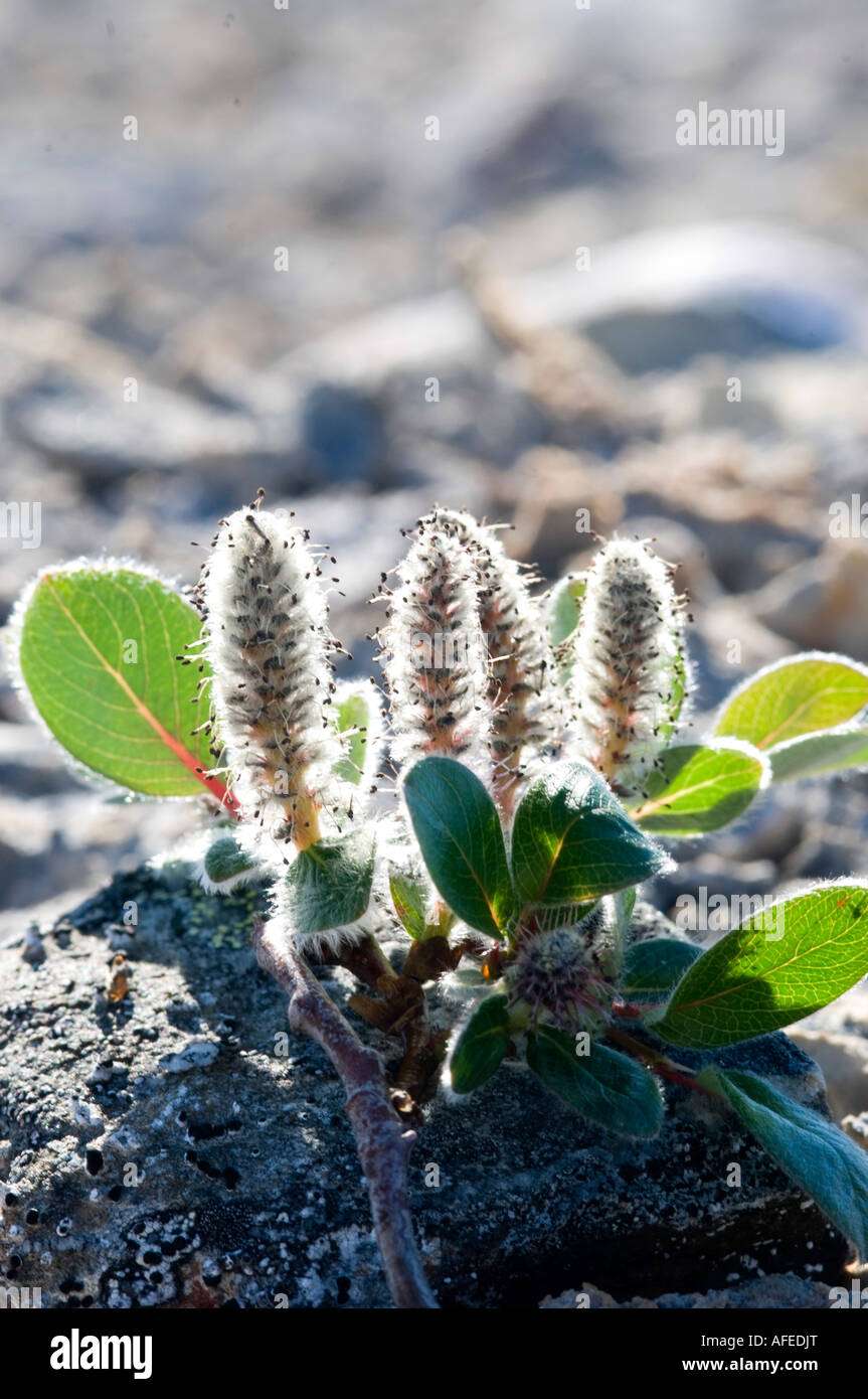 Polar willow forest rises only about 2 cm from the ground as an