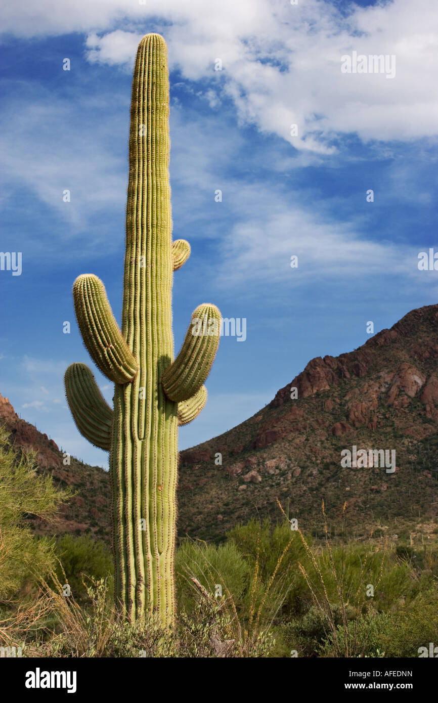 Saguaro Cactus in the Sonoran Desert, Arizona Stock Photo - Alamy