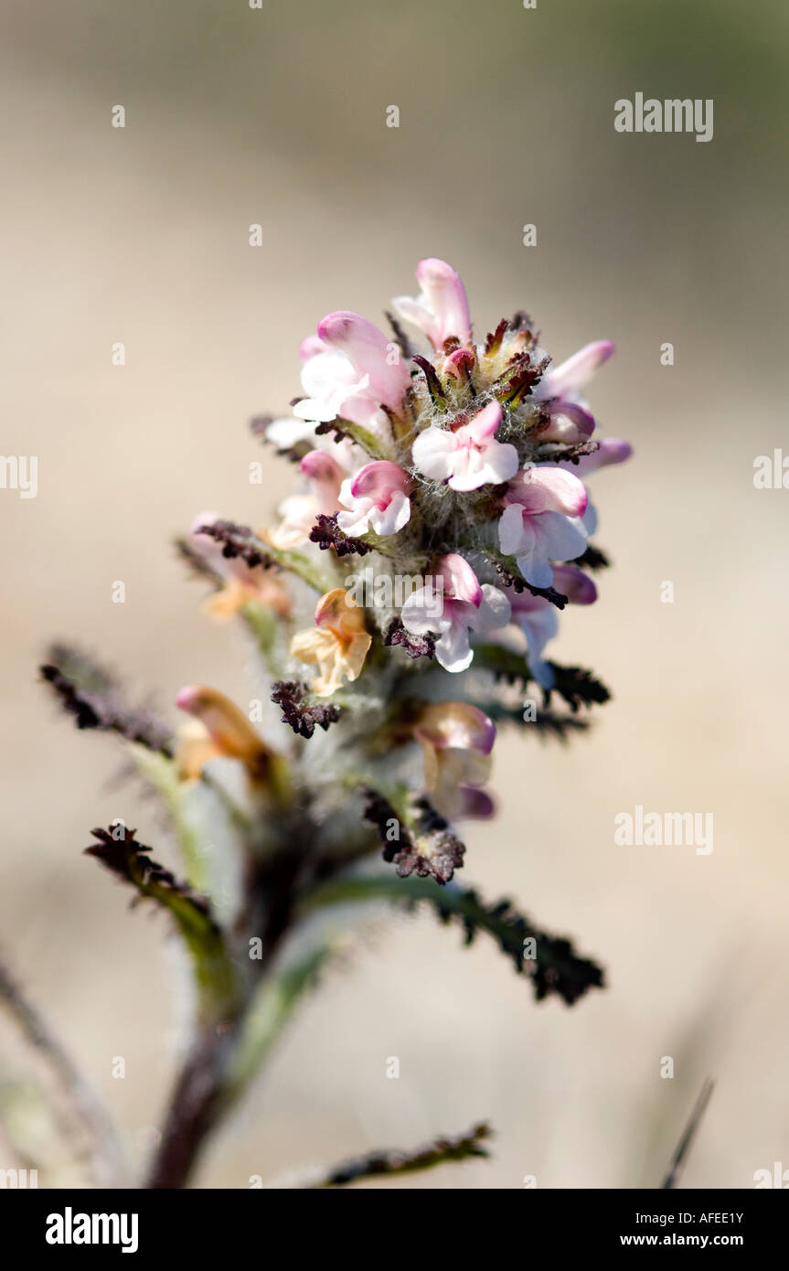 Hairy lousewort is one arctic plant moving its range northwards due to climate change Stock Photo