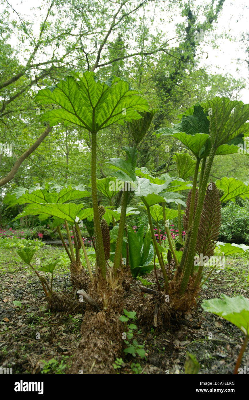 Budding Gunnera Manicata Plants, Fairhaven Woodland and Water Garden, Norfolk, UK Stock Photo