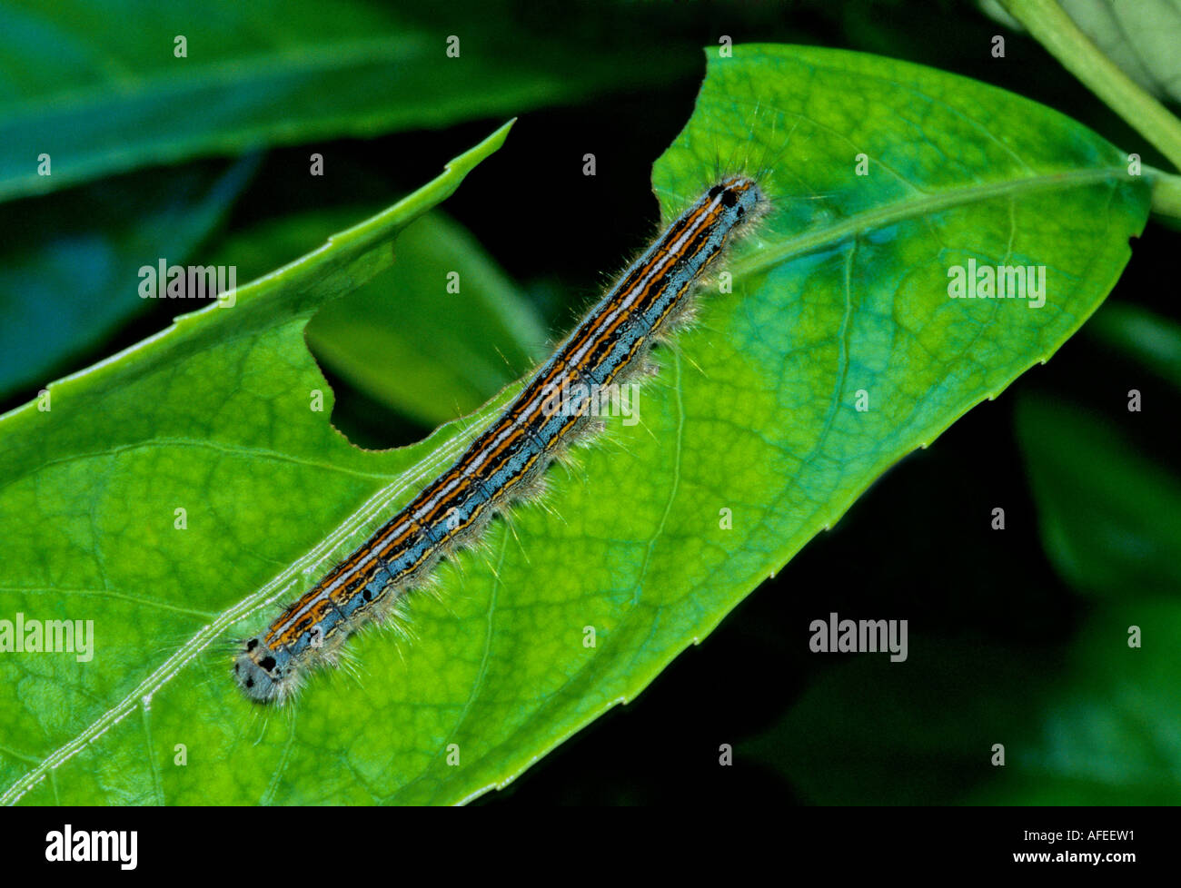 Lymantria dispar - limantria Stock Photo - Alamy