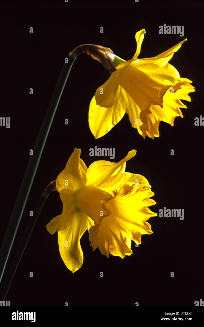 narcissus - daffodil - narcisi Stock Photo