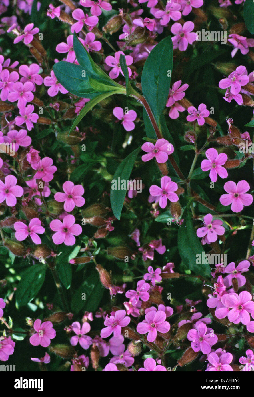 little pink flowers Stock Photo