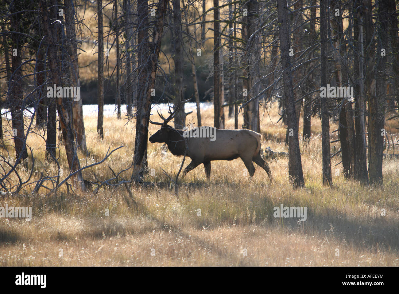 Running Elk High Resolution Stock Photography and Images Alamy