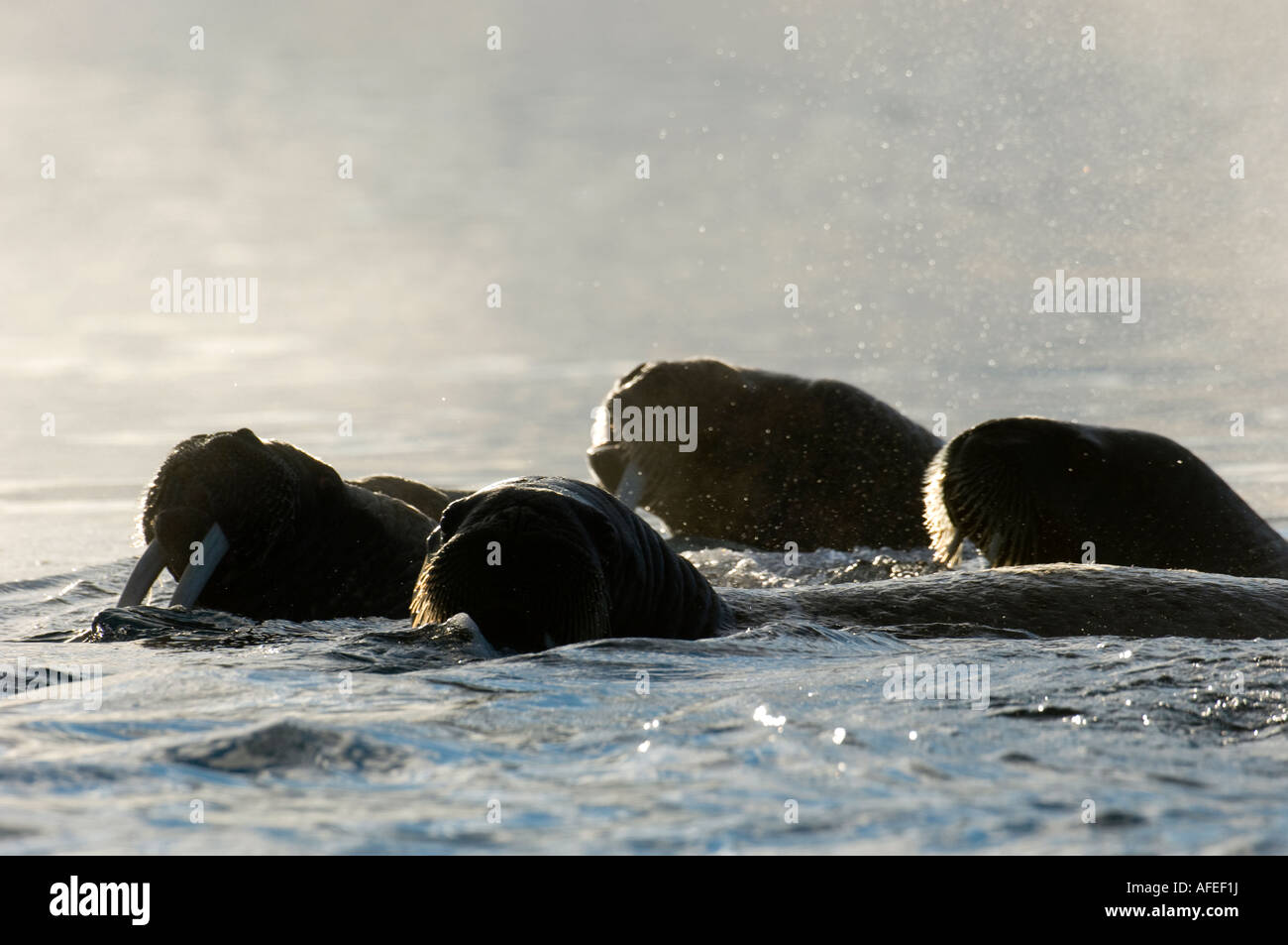 Group of female walrus swimming in the water Stock Photo