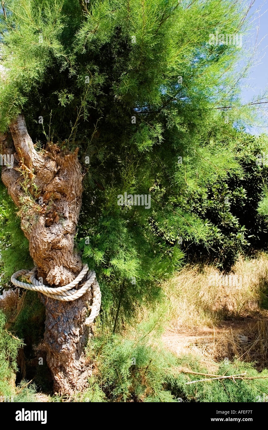 tree and rope Stock Photo Alamy