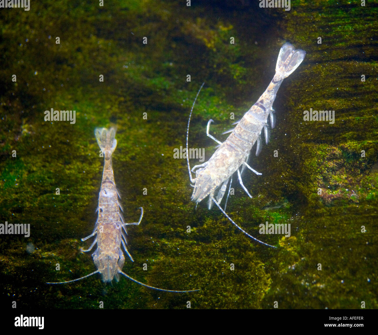Shrimp Stock Photo