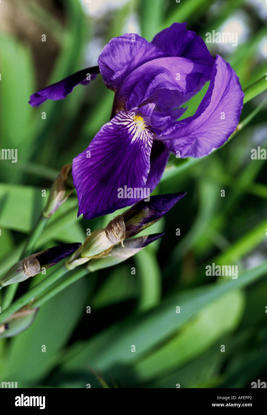 Silver edge sibirian iris botany hi-res stock photography and images ...