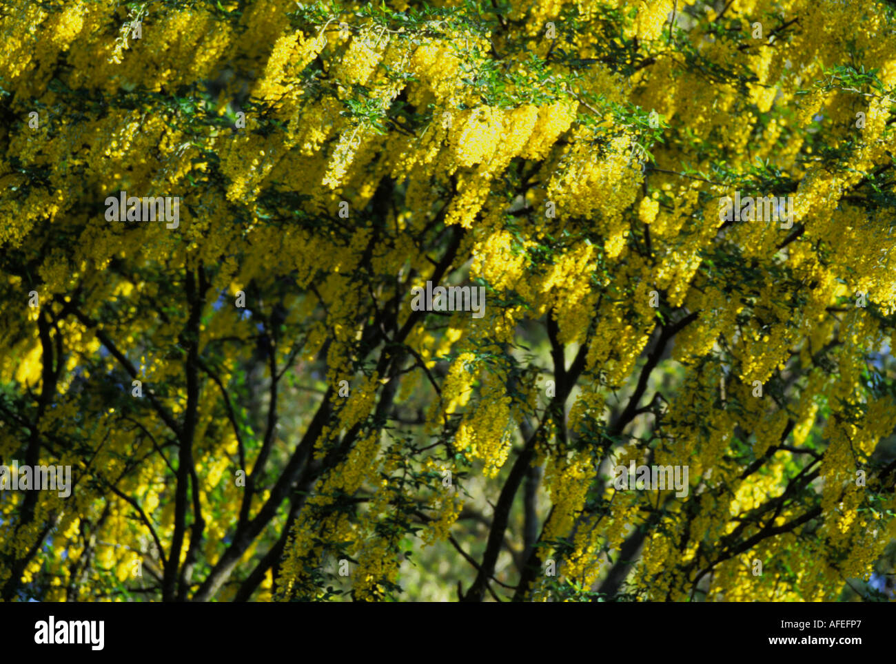 Golden chain tree - Laburnum anagyroides Stock Photo