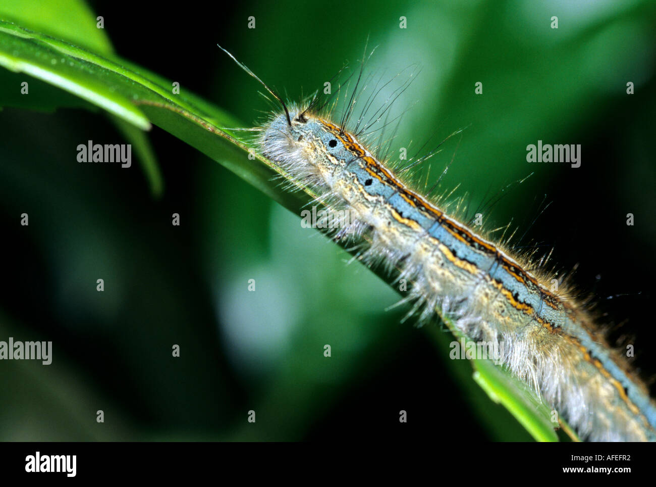 Hairy lymantria dispar caterpillar hi-res stock photography and images ...