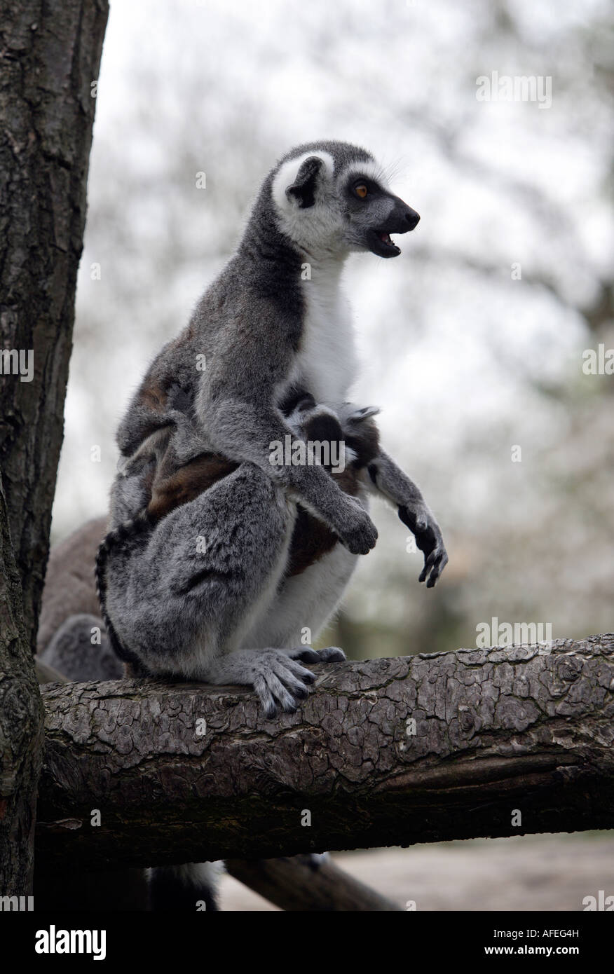 Ringtailed lemurs Stock Photo