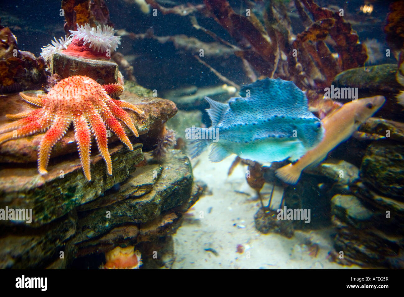 Common sun star and on the right a Lumpsucker Stock Photo