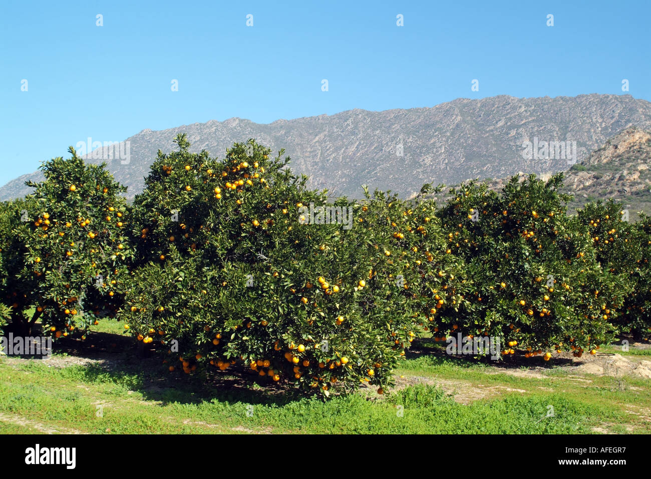 Harvest Oranges Africa High Resolution Stock Photography and Images Alamy