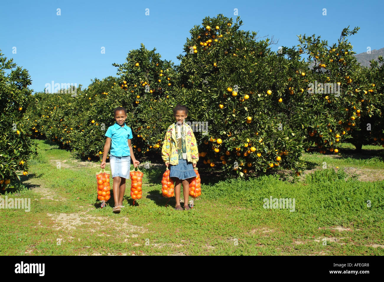 Citrusdal South Africa RSA. Orange Orchards. Children gathering bags of oranges. Stock Photo