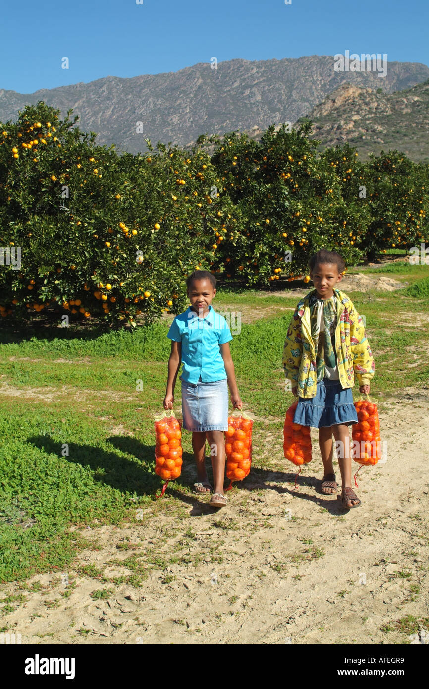 Citrusdal South Africa RSA. Orange Orchards. Children gathering bags of oranges. Stock Photo