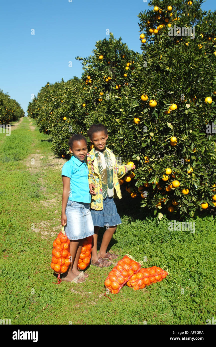 Citrusdal South Africa RSA. Orange Orchards. Children gathering bags of oranges. Stock Photo
