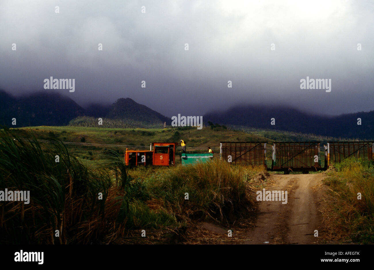 St Kitts Sugar Cane Cutting Stock Photo Alamy