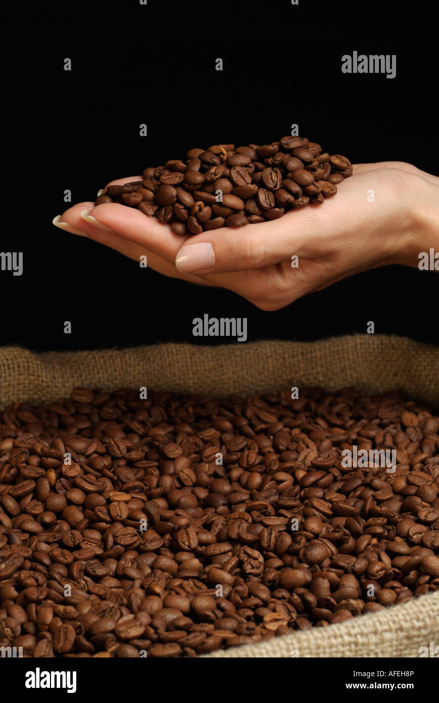 Coffee Beans in a Womans Hand Over a Jute Hessian Sack of Coffee Stock ...