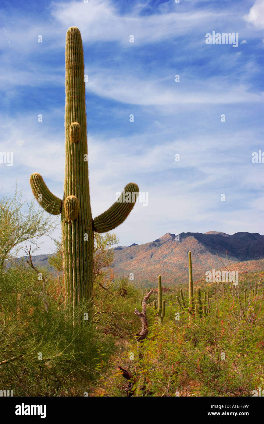 Saguaro Cactus in the Sonoran Desert, Arizona Stock Photo - Alamy