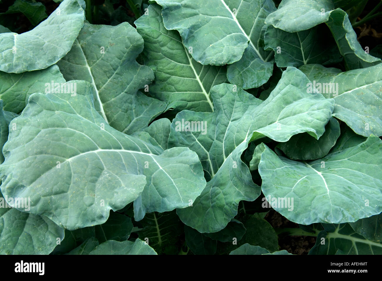 Kale leaves growing, California Stock Photo