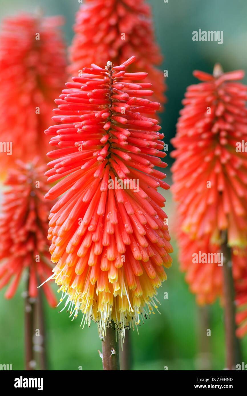 Red Hot Pokers. Kniphofia rufa. Torch Lily. Liliaceae Stock Photo