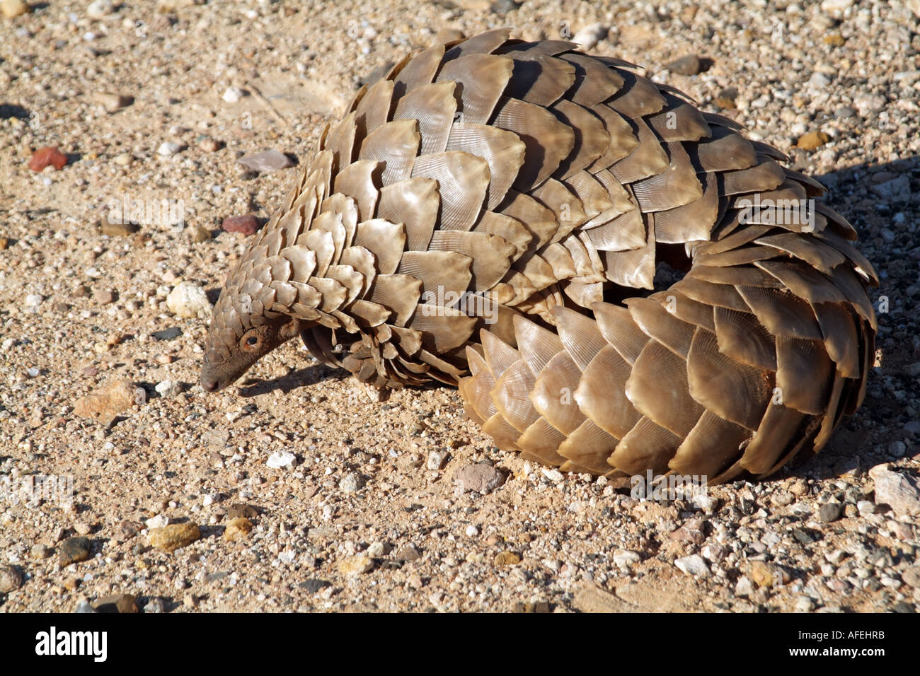 Pangolin. Manis temminckii. Also known as Ant eater. Northern Cape ...