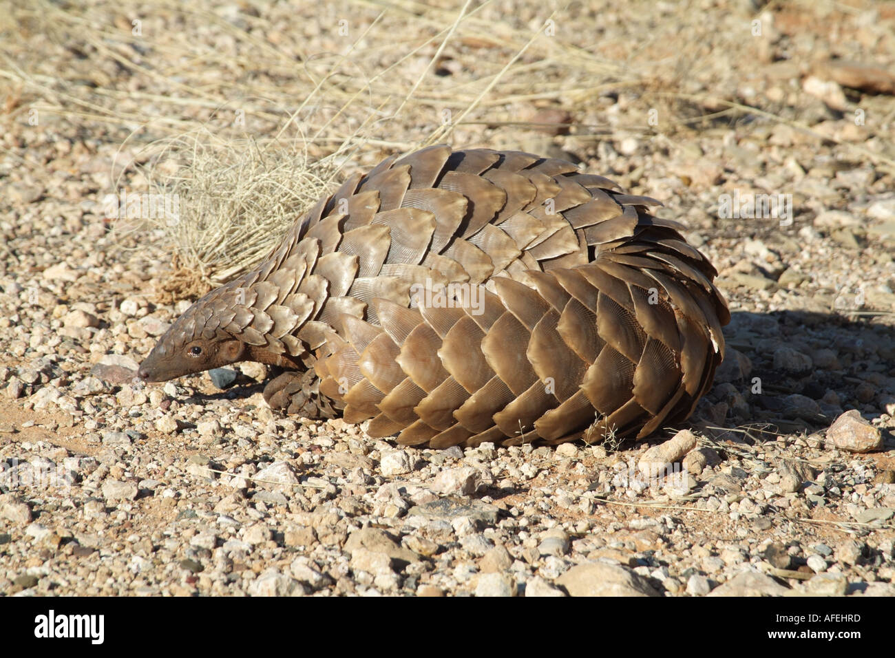 Pangolin. Manis temminckii. Also known as Ant eater. Northern Cape ...