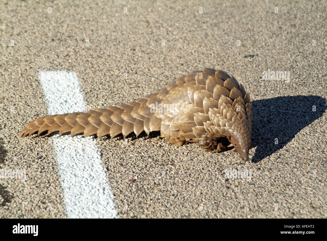 Pangolin. Manis temminckii. Also known as Anteater. Northern Cape South Africa RSA. Crossing road Stock Photo