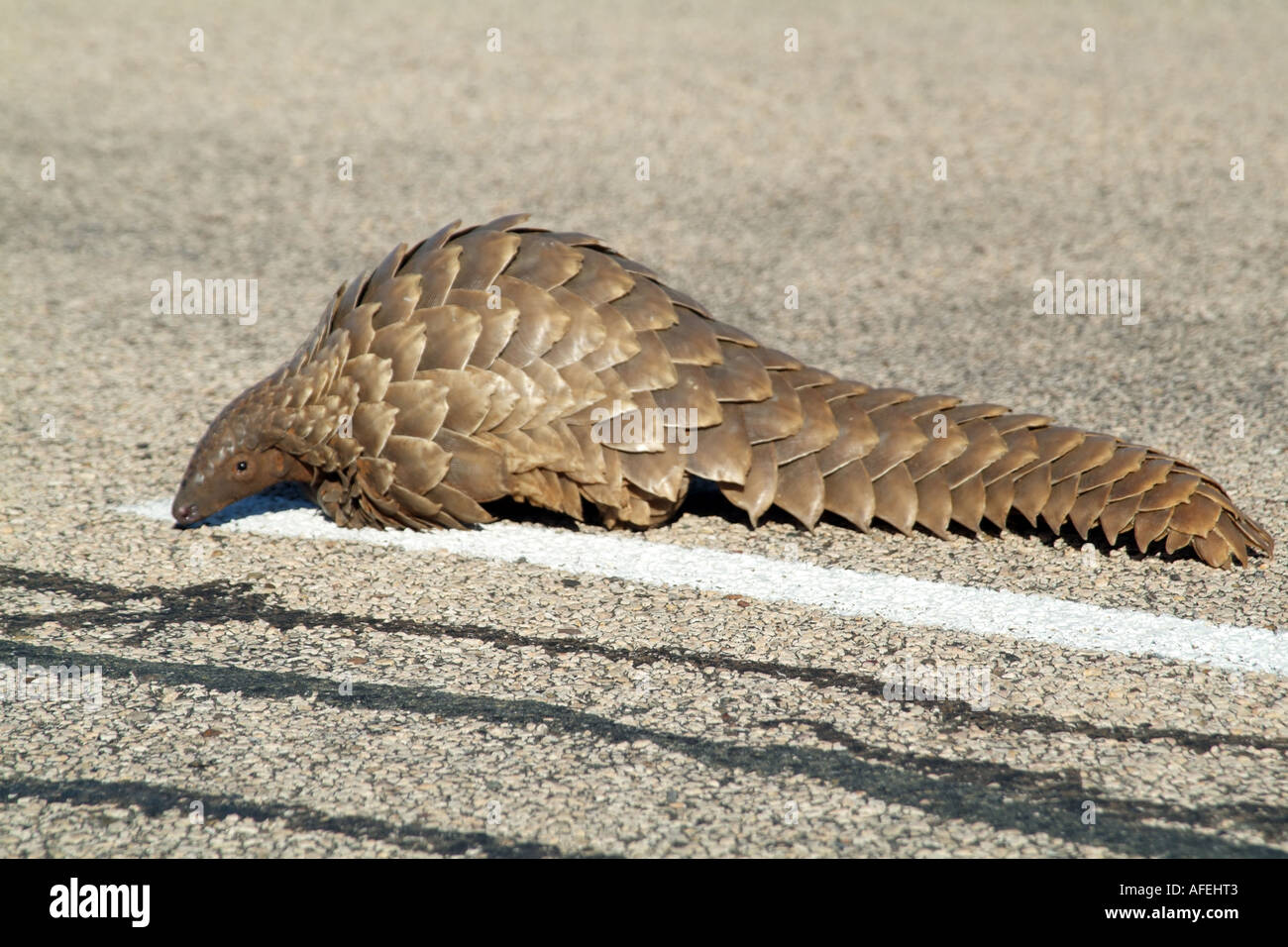 Pangolin. Manis temminckii. Also known as Ant eater. Northern Cape ...