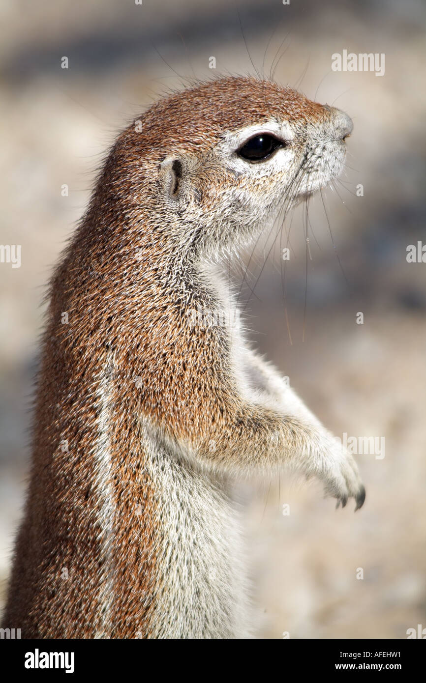 Ground Squirrel. Xerus inauris. Feeding in the Kalahari South Africa RSA Stock Photo