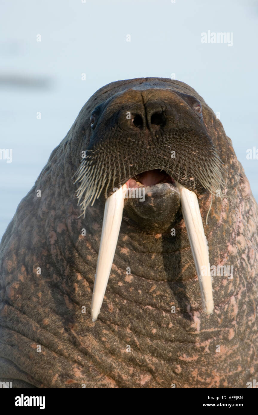 Walrus calling the animal makes a hooting sound which can be heard over  long distances Stock Photo - Alamy