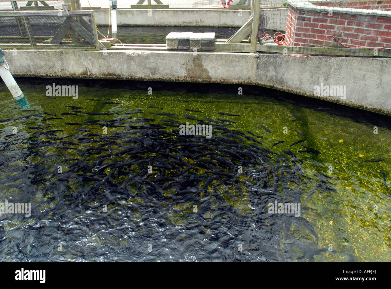 Cold Spring Harbor Fish Hatchery on Long Island Trout are raised in