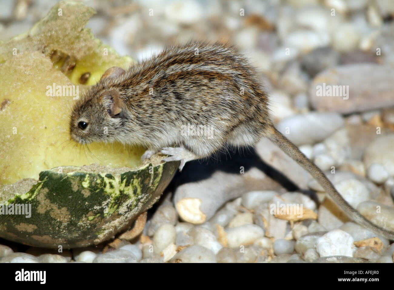 Striped Mouse. Rhabdomys pumilio eating Tsamma Melon Citrullus lanatus