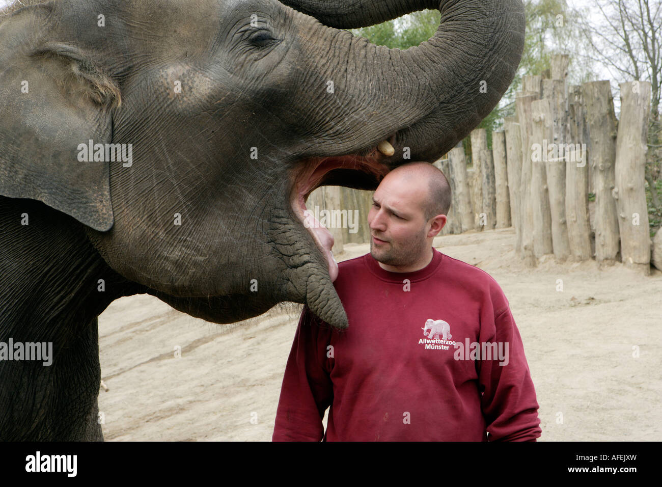 The zoo keeper Uwe Schneider gets a kiss of the elephant CORNY Stock Photo