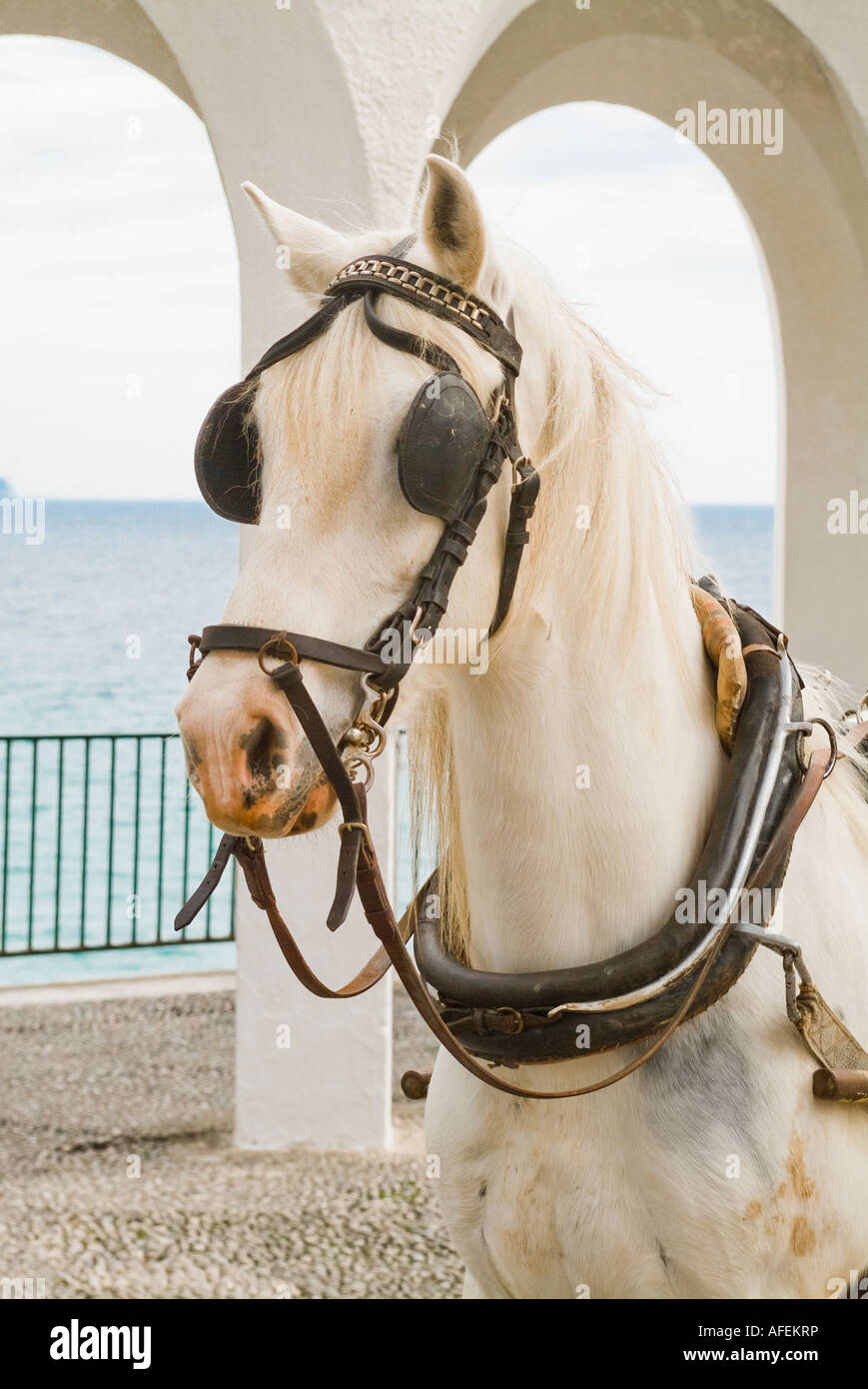 White work horse with blinders in Nerja Spain Stock Photo