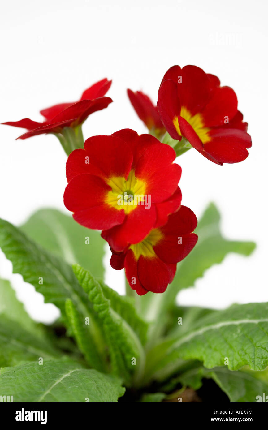 Red flowering Primrose in a terra-cotta pot Stock Photo