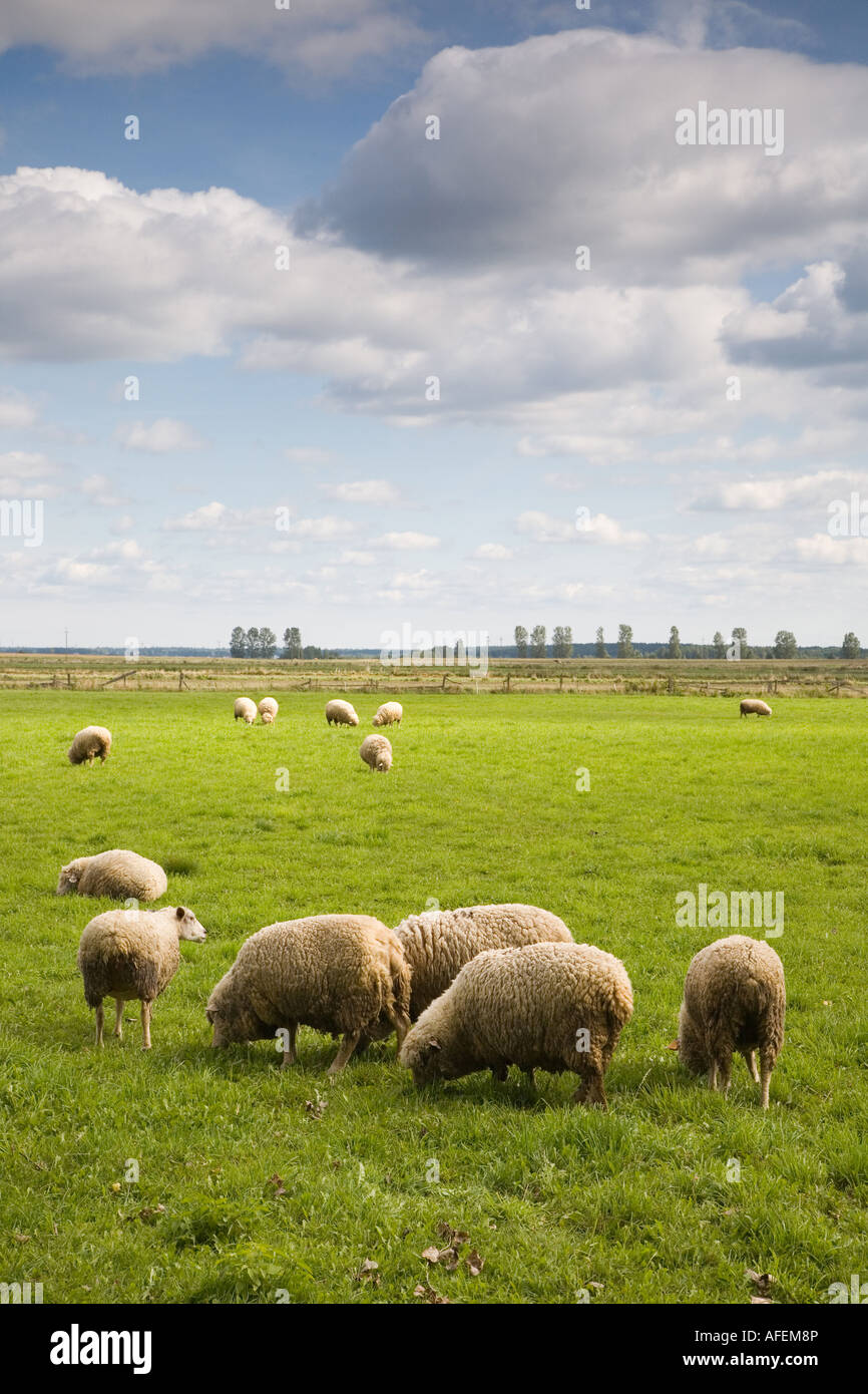 Herd of sheep in the field under blue cloudy sky Stock Photo - Alamy