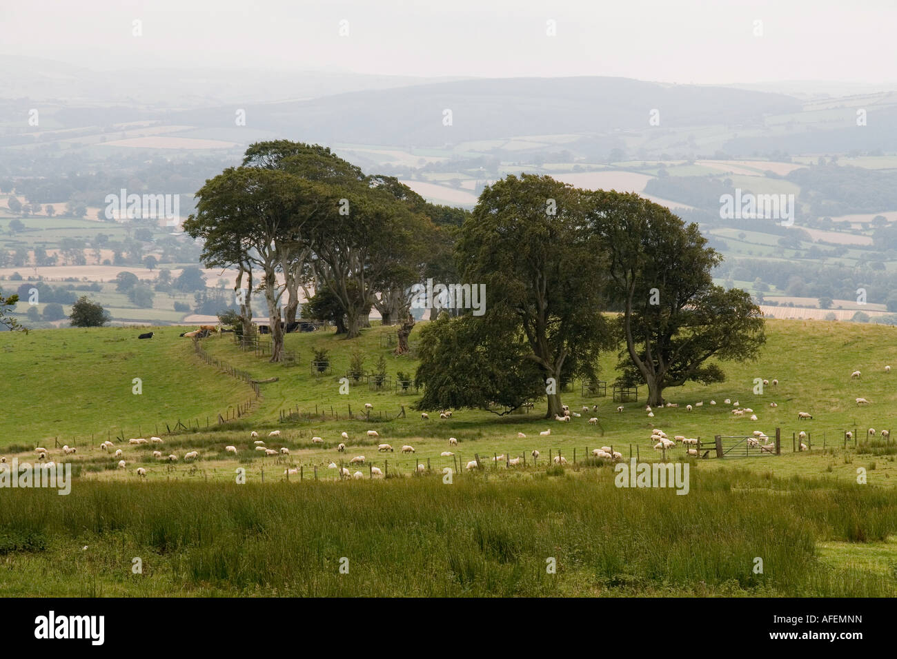 Linley Beeches The Linley Beech Trees near Norbury, Shropshire, England, UK Stock ...