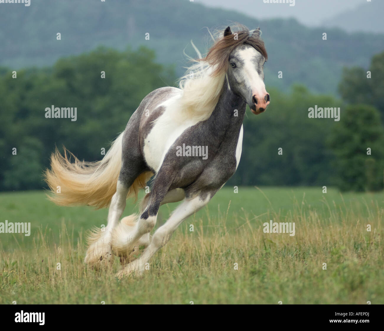 Gypsy Vanner Horse filly runs to us Stock Photo