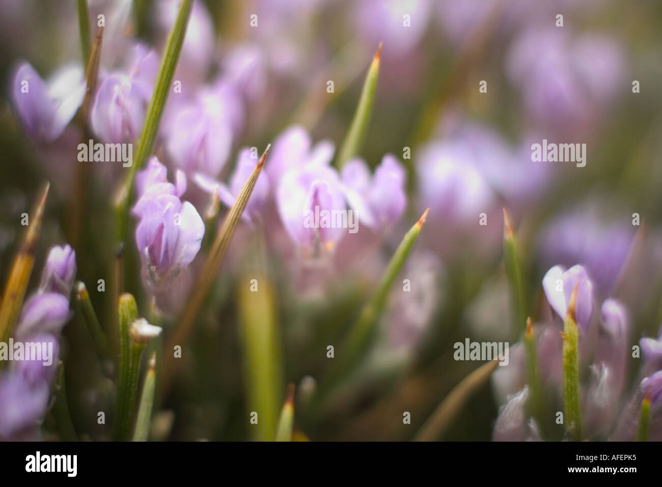 Purple wild flowers Stock Photo - Alamy
