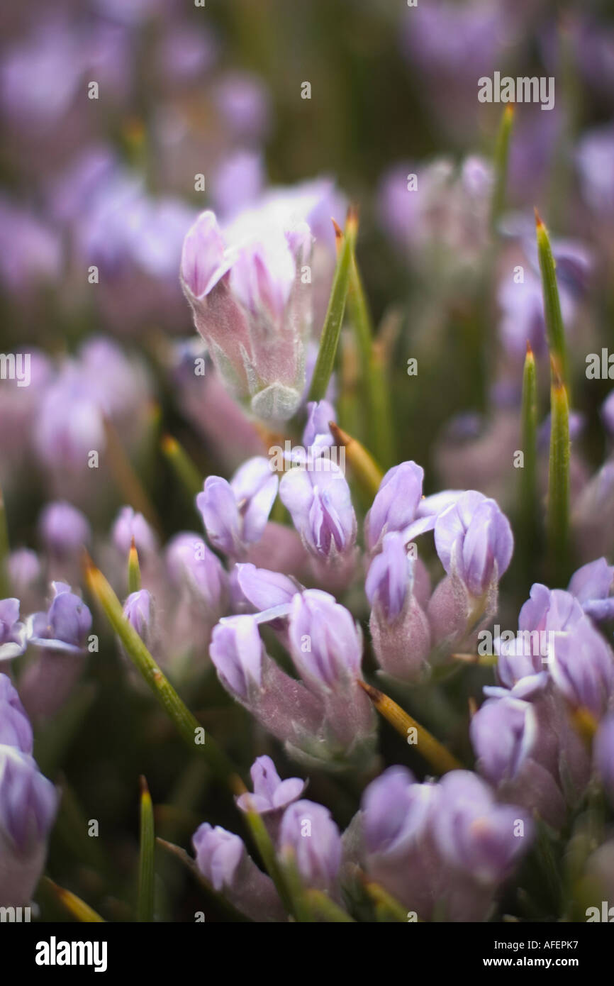 Purple wild flowers Stock Photo - Alamy