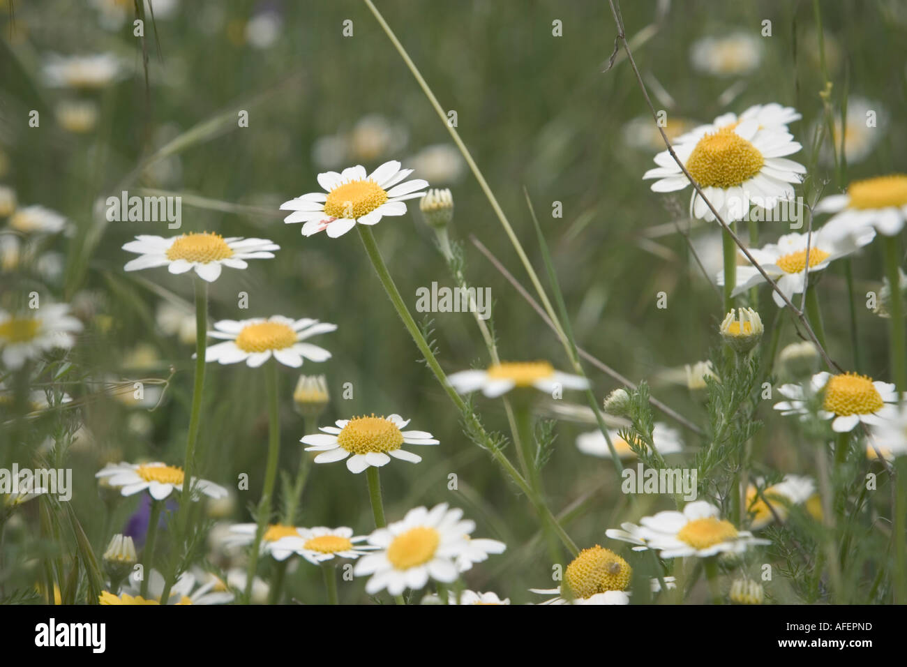 Wildflower Short - Daisy