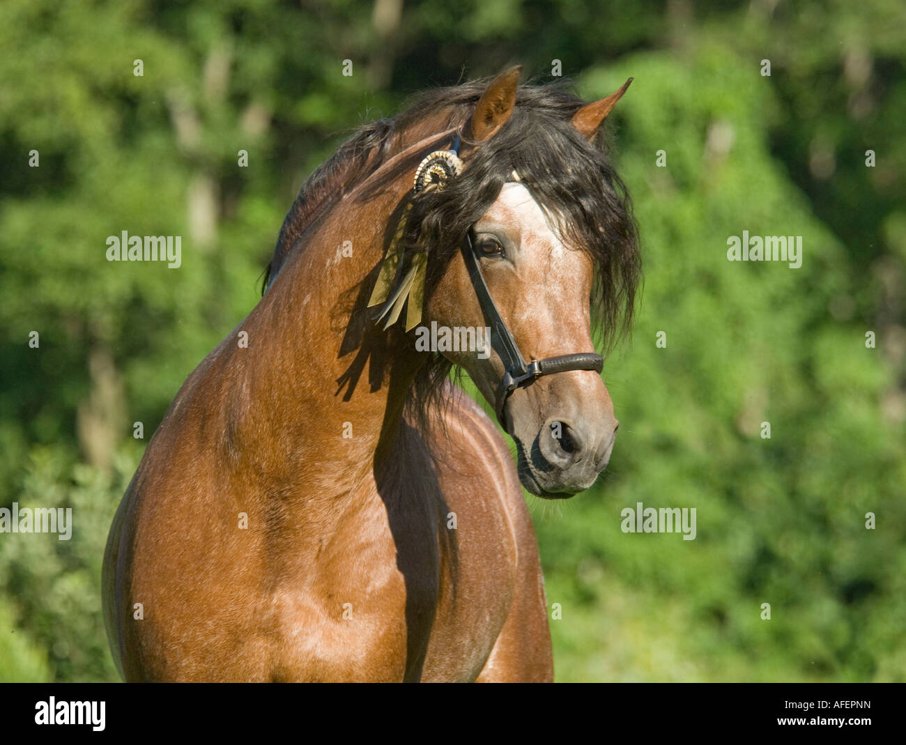 Portrait of Andalusian horse stallion Stock Photo