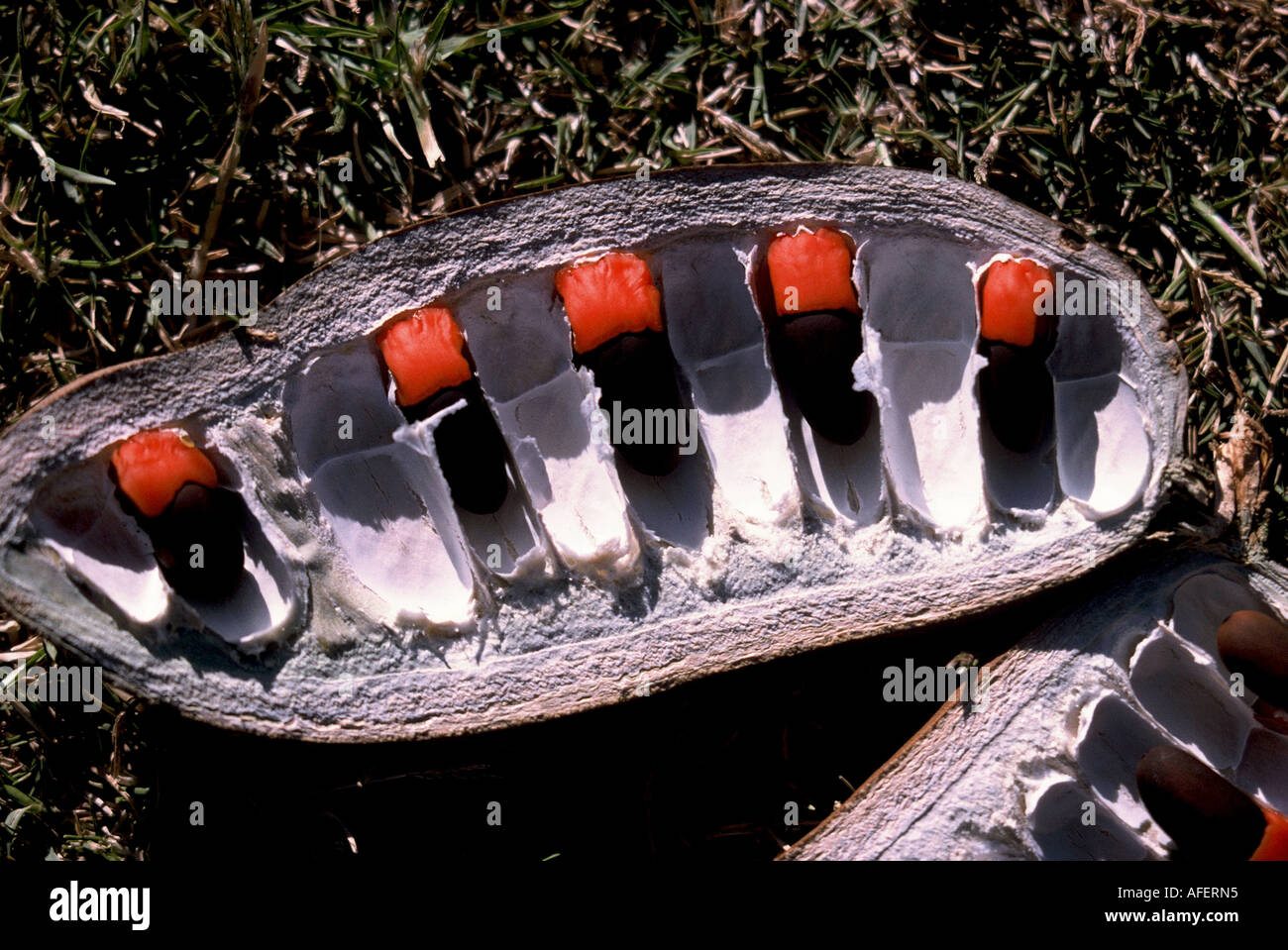 Pod Mahogany, Afzelia quanzensis Stock Photo