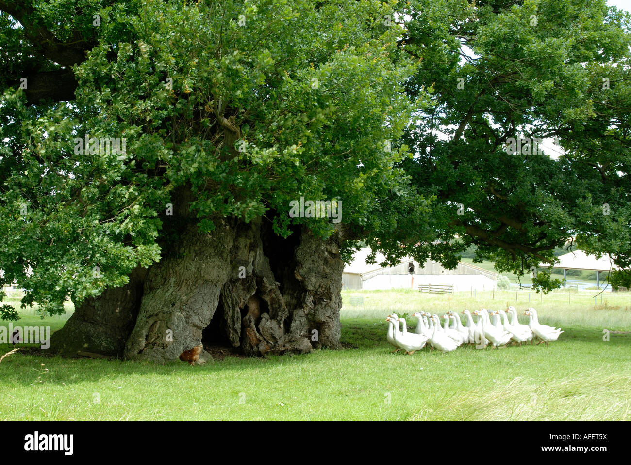 The Bowthorpe Oak, near Bourne in Lincolnshire, England Stock Photo Alamy