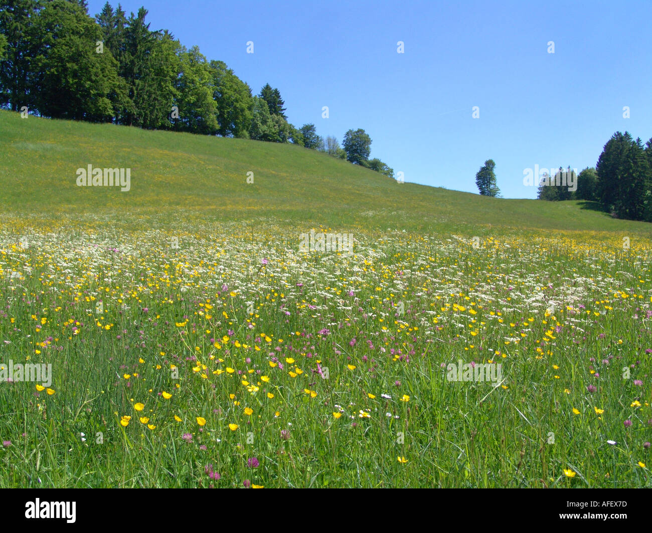 Blumenwiese bei Bad Kohlgrub in den Ammergauer Alpen Stock Photo